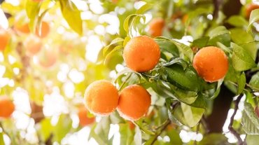Behind the Fruit Cracking- Time for a Change - citrus