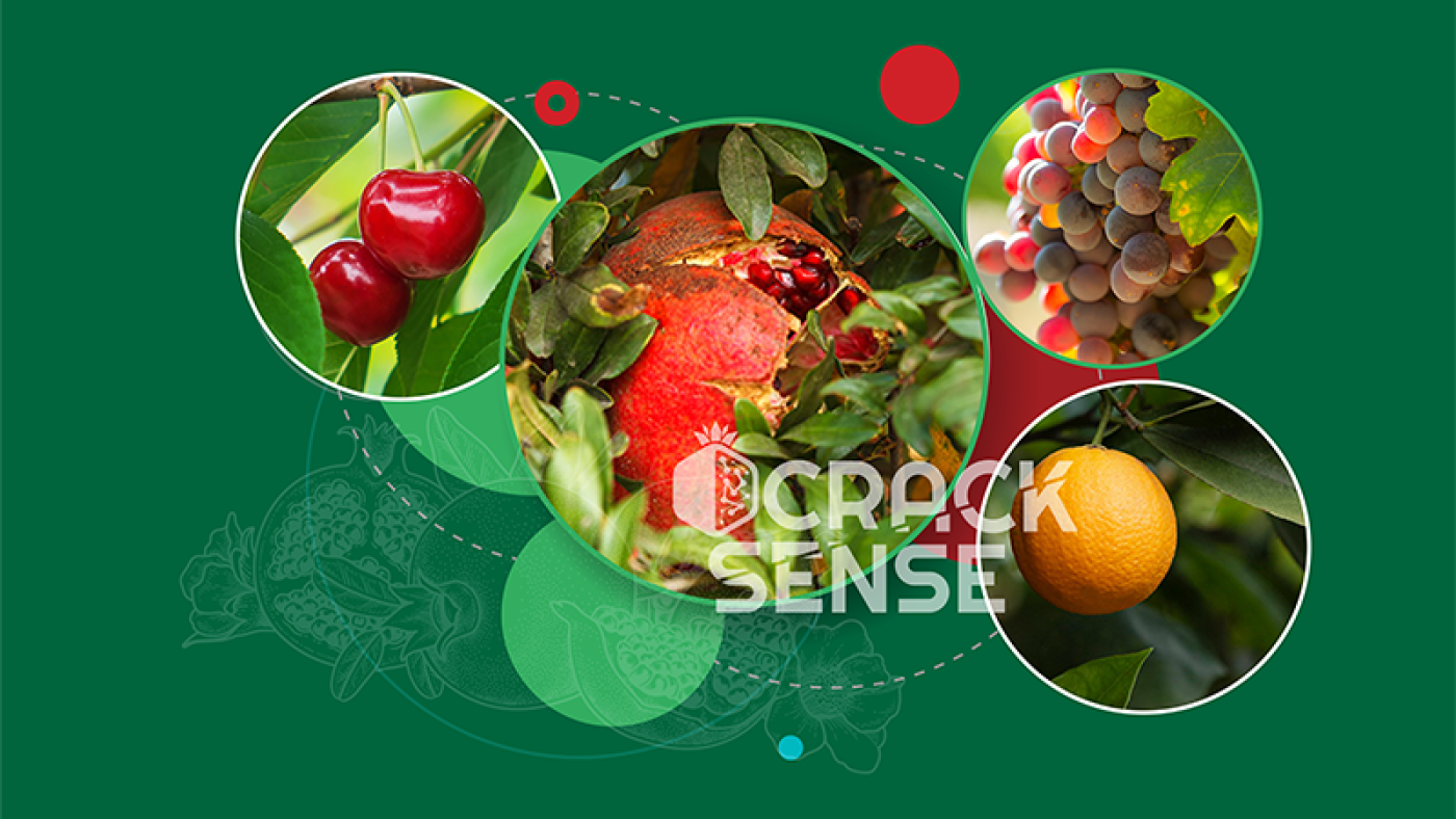 Main visual representing the new EU project CrackSense that will address the fruit cracking challenge.