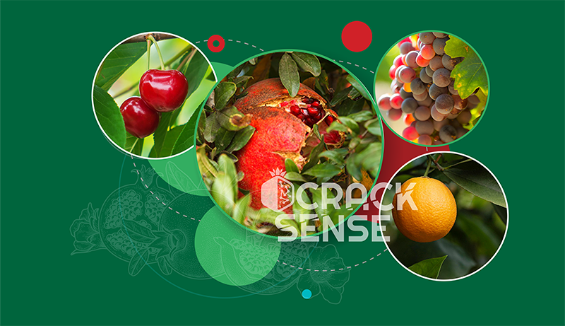 Main visual representing the new EU project CrackSense that will address the fruit cracking challenge.