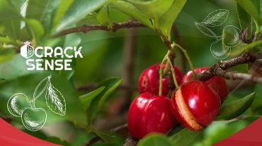Bite-sized Info on Cherry Production in Europe2