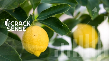 Main visual representing the blog about bite-sized info on citrus production.