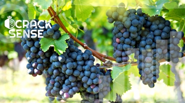 Main visual representing the blog about bite-sized info on grape production.