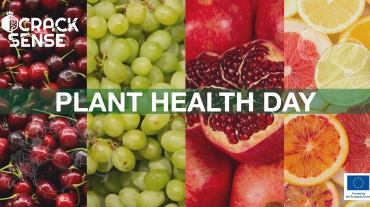 Main visual representing our blog about International Day of Plant Health.