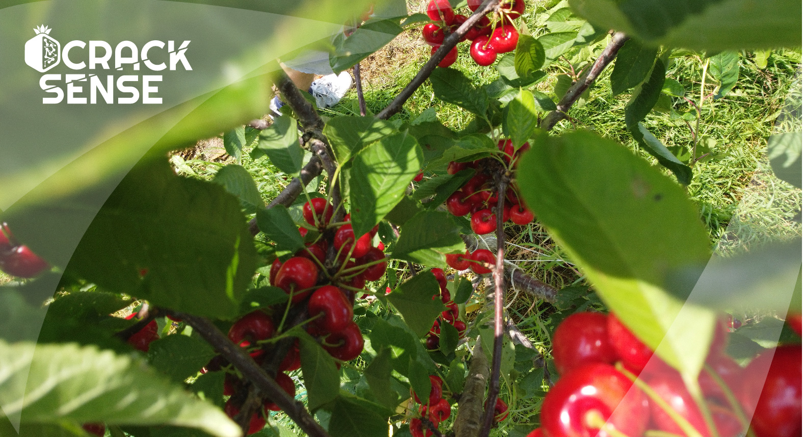 In-text visual for the CrackSense Open Day at the cherry orchard.