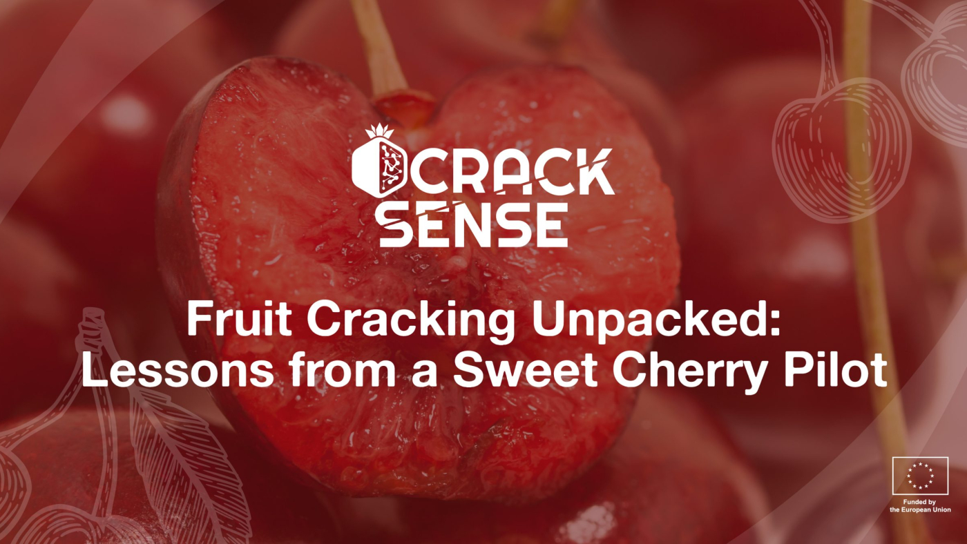 Main visual for a blog on pilot activities related to fruit cracking in cherry.