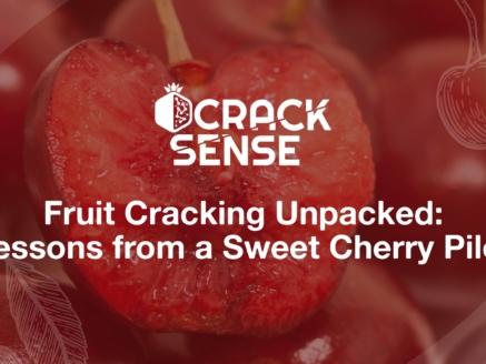 Main visual for a blog on pilot activities related to fruit cracking in cherry.