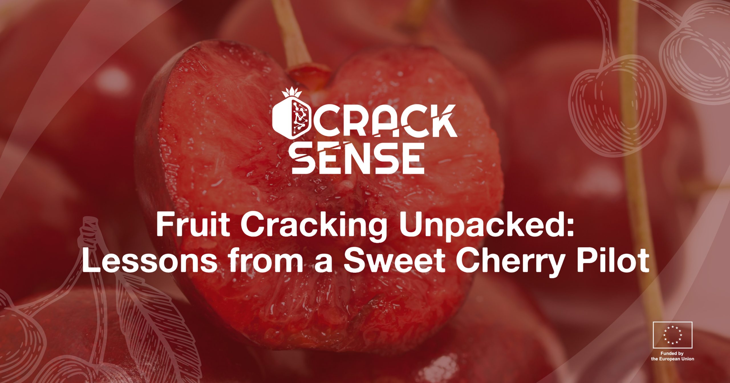 Main visual for a blog on pilot activities related to fruit cracking in cherry.