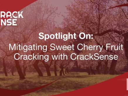 Main visual for a Spotlight On edition about Sweet Cherries cracking.