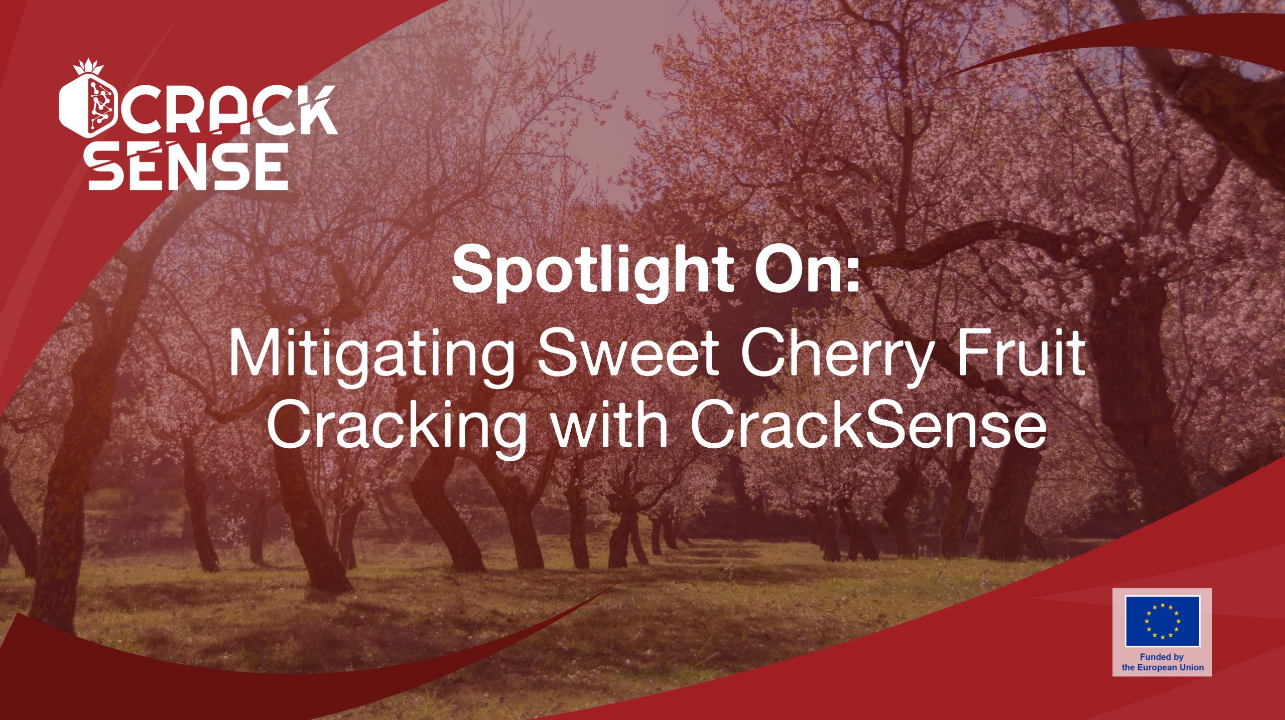 Main visual for a Spotlight On edition about Sweet Cherries cracking.