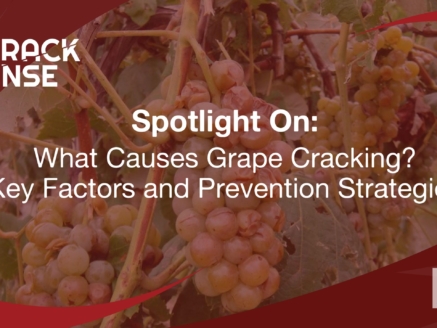 Main visual for a Spotlight On edition about grape cracking.