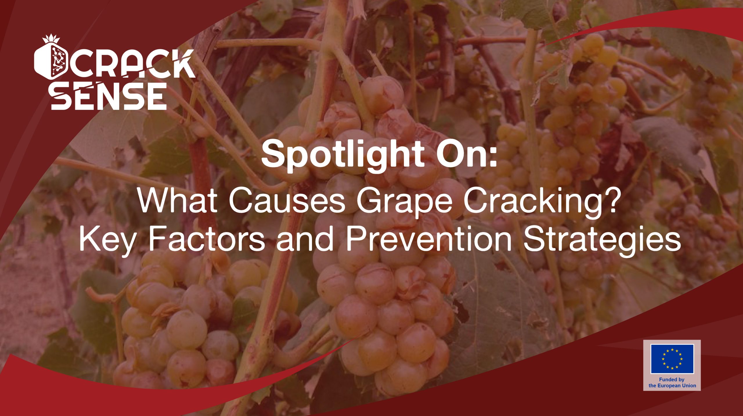 Main visual for a Spotlight On edition about grape cracking.
