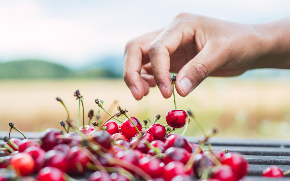 In-text visual for an interview with Luana Centorame about cherry orchards.