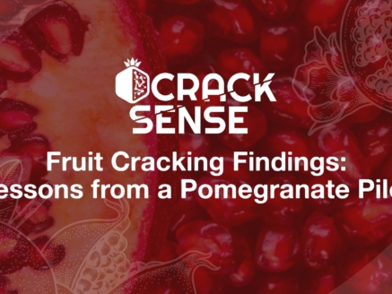 Main visual for a blog on pomegranate pilot talking about fruit cracking in pomegranate