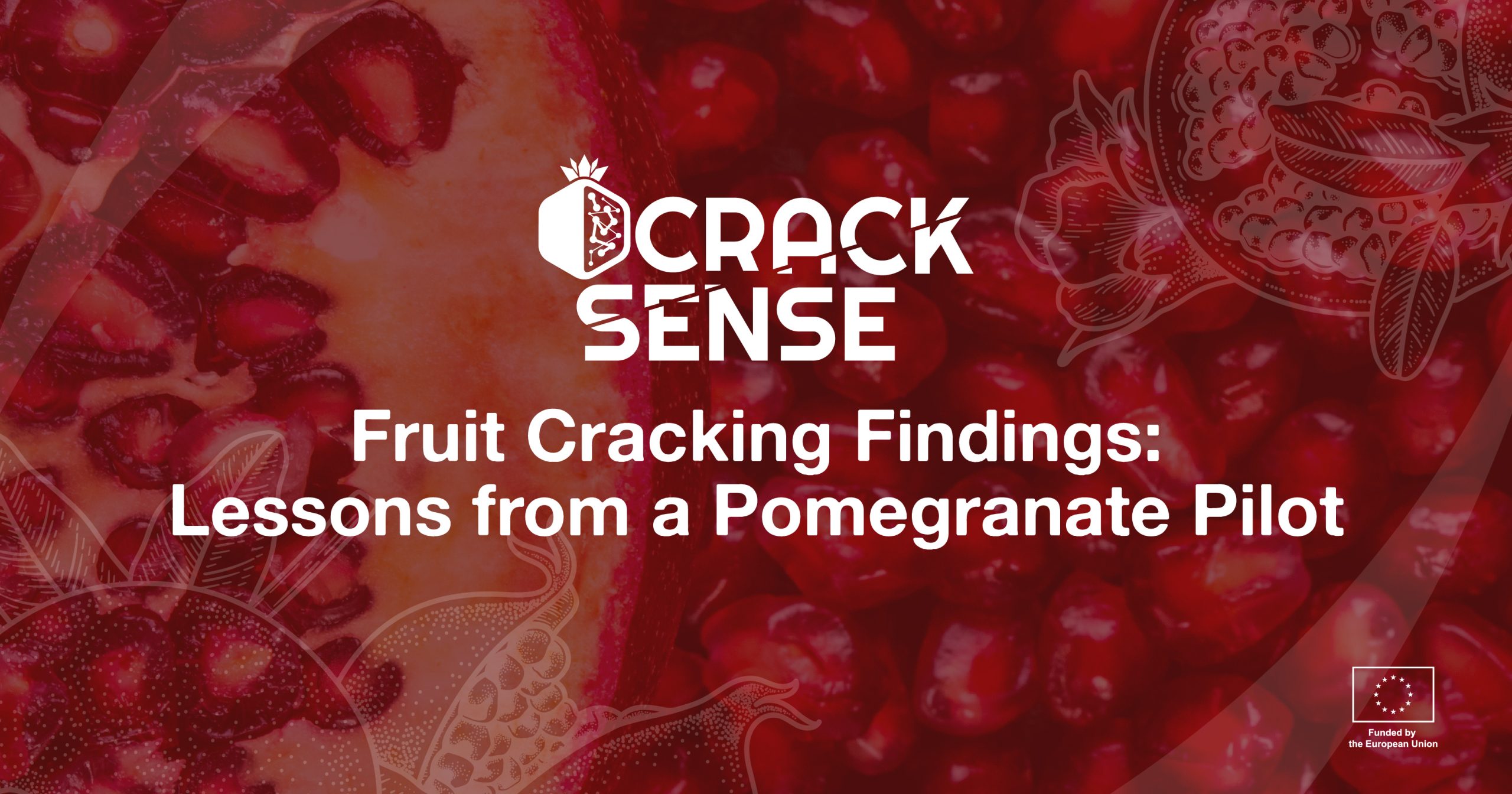 Main visual for a blog on pomegranate pilot talking about fruit cracking in pomegranate