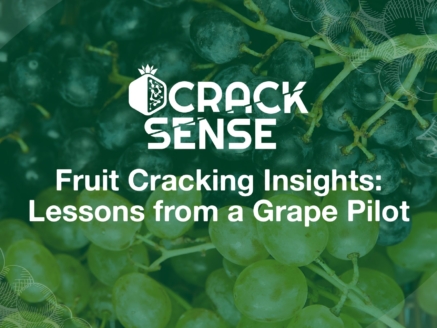 Main visual for a blog on pilot activities related to fruit cracking in grape production.