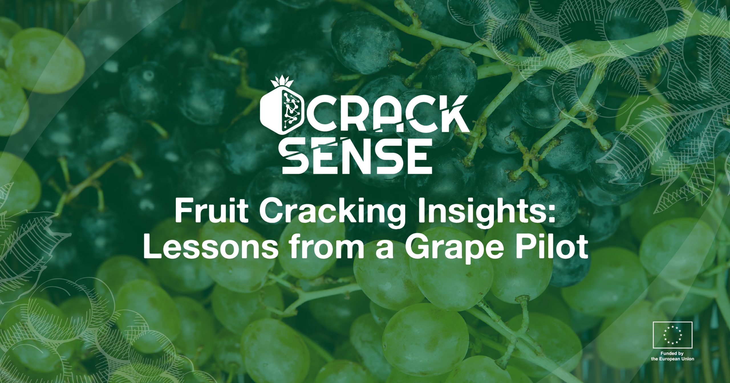 Main visual for a blog on pilot activities related to fruit cracking in grape production.