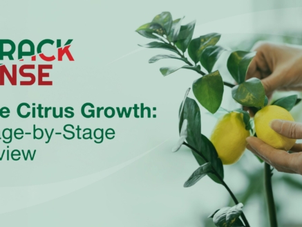 Main visual for a blog about stages of citrus development.