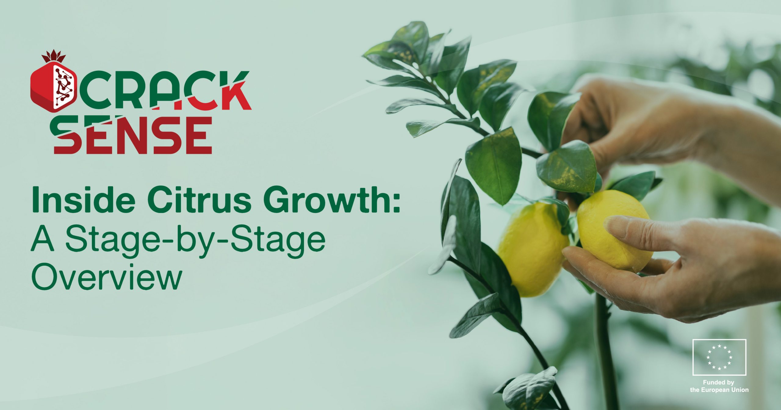 Main visual for a blog about stages of citrus development.