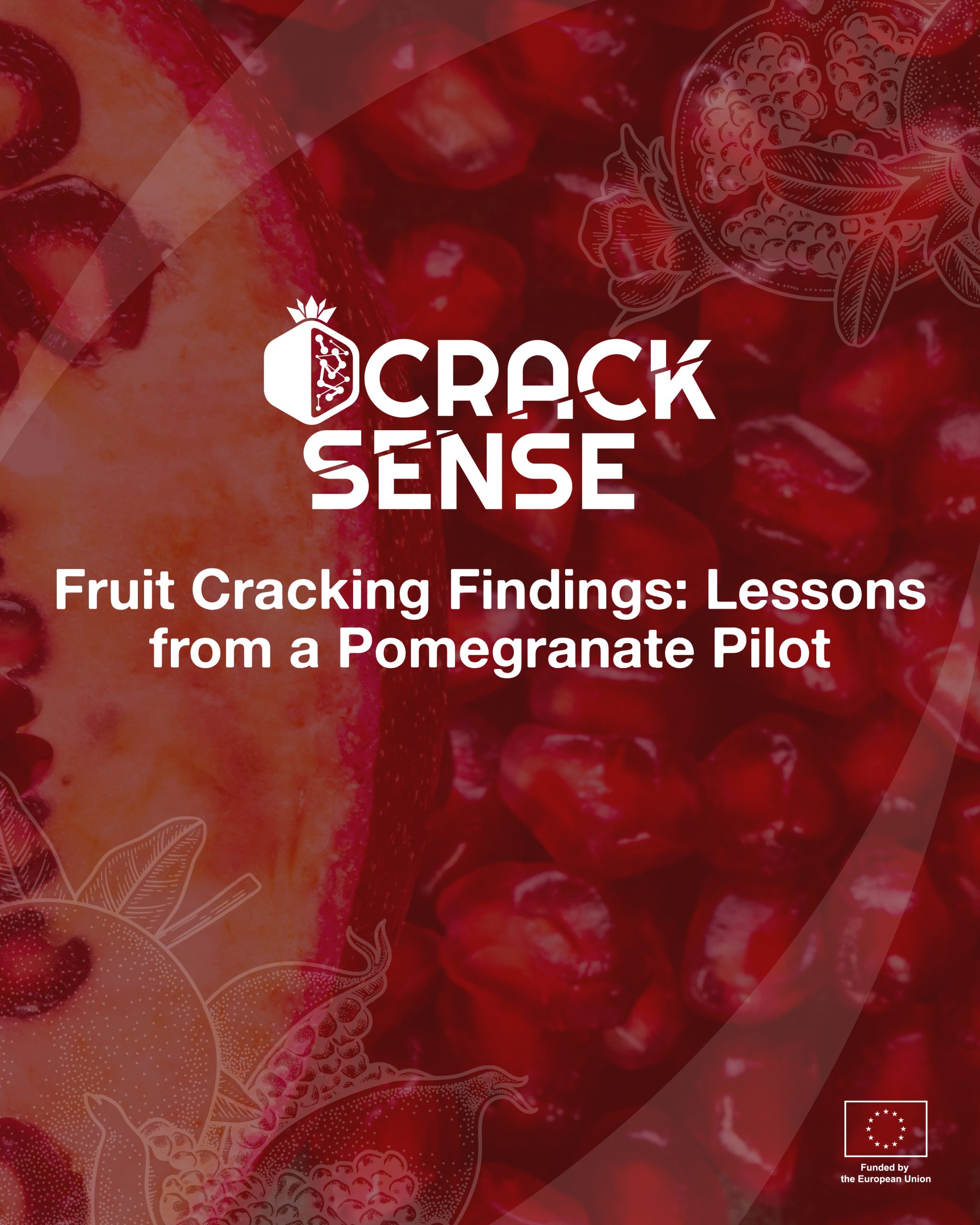 Main visual for a blog on pilot activities related to fruit cracking in cherry.