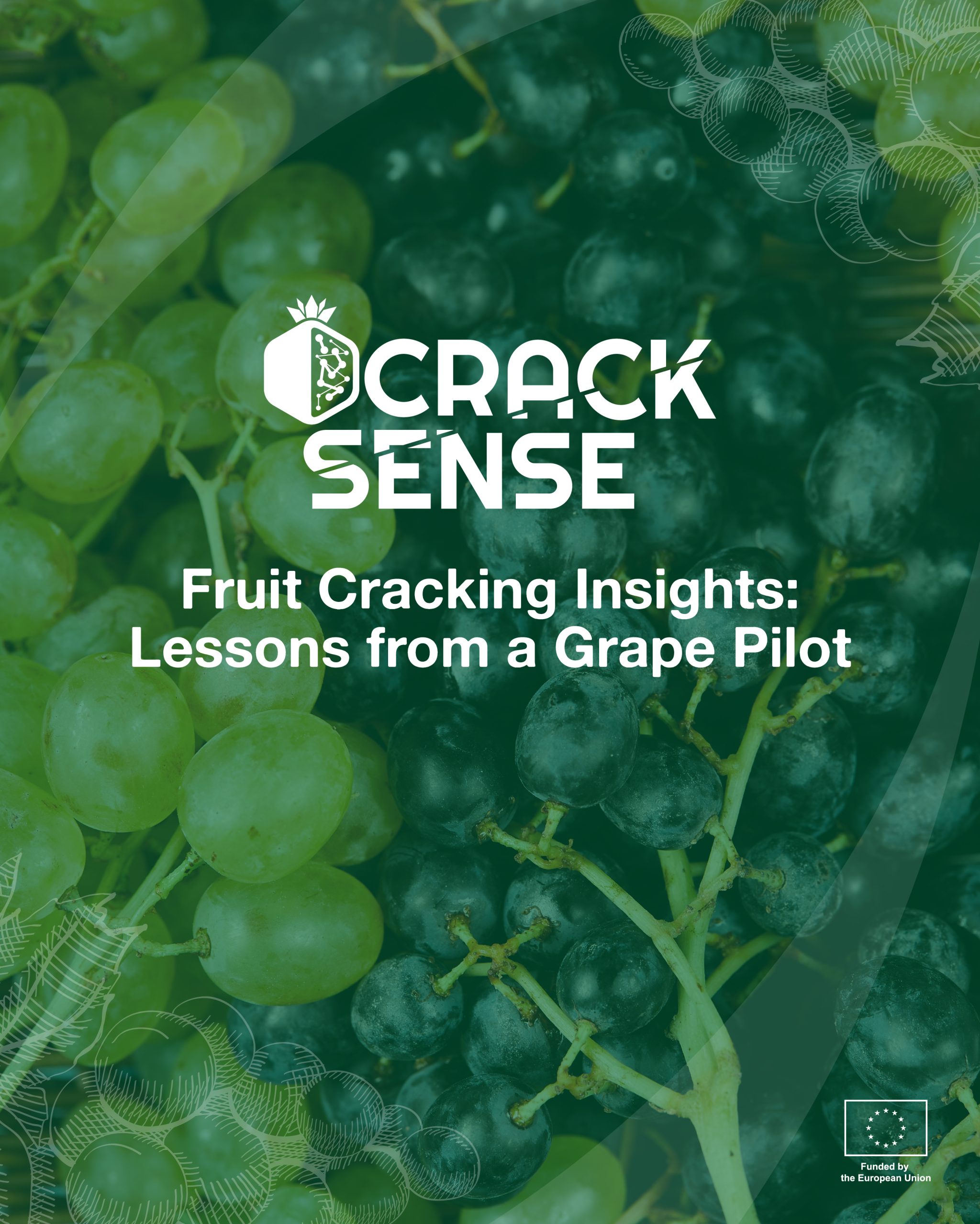 Main visual for a blog on pilot activities related to fruit cracking in grape production.