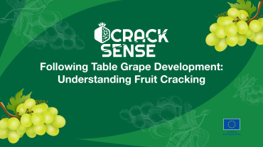 Main visual for a blog about stages of table grapes development.