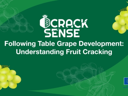 Main visual for a blog about stages of table grapes development.