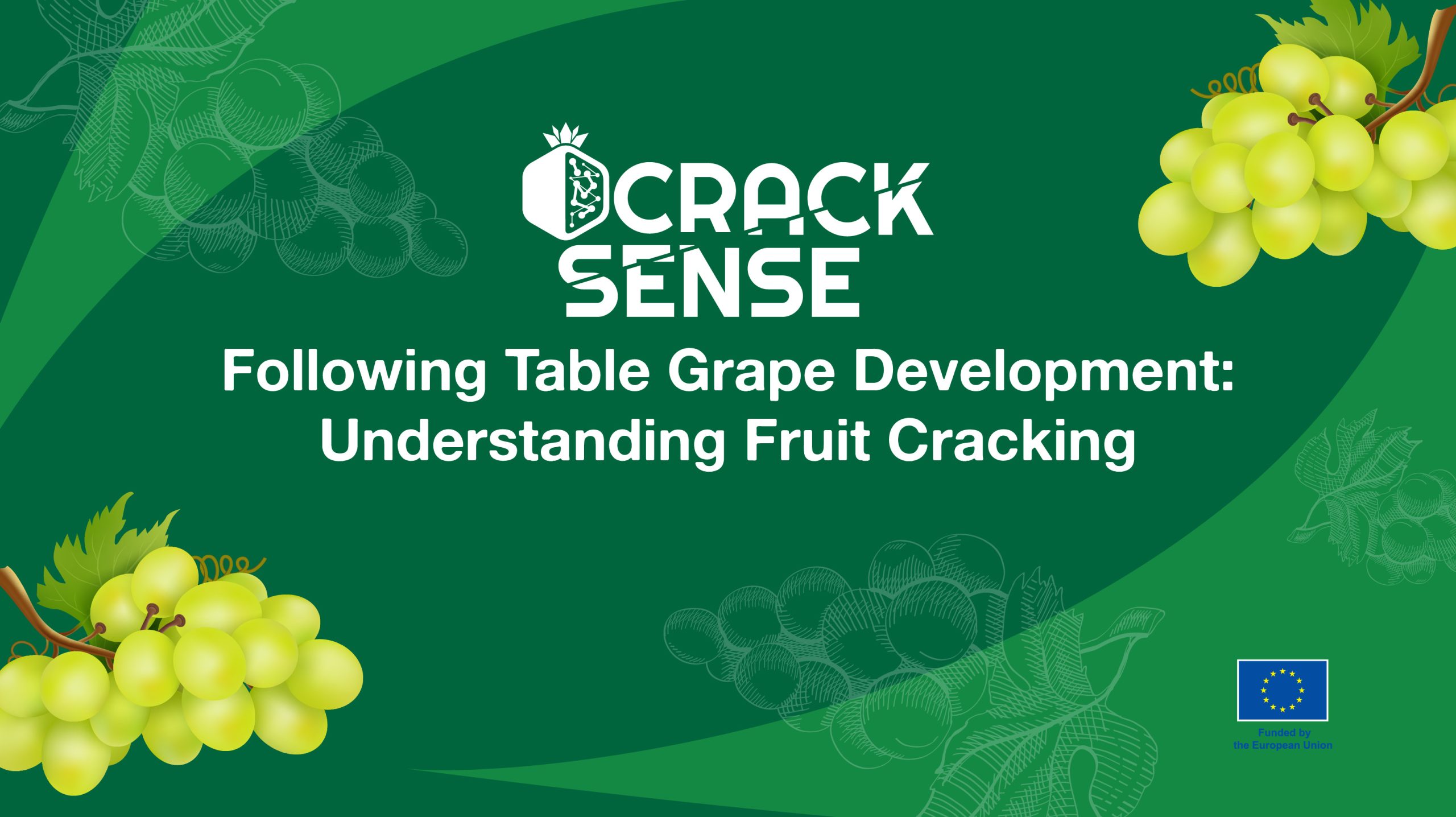 Main visual for a blog about stages of table grapes development.