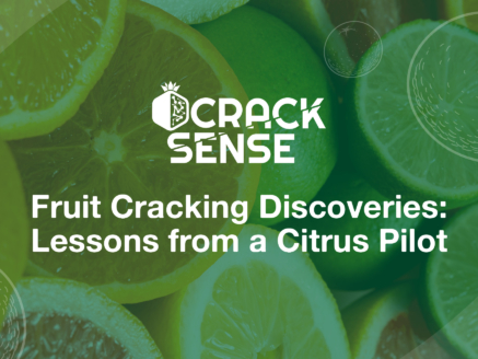 Main visual for a blog on pilot activities related to fruit cracking in citrus production.