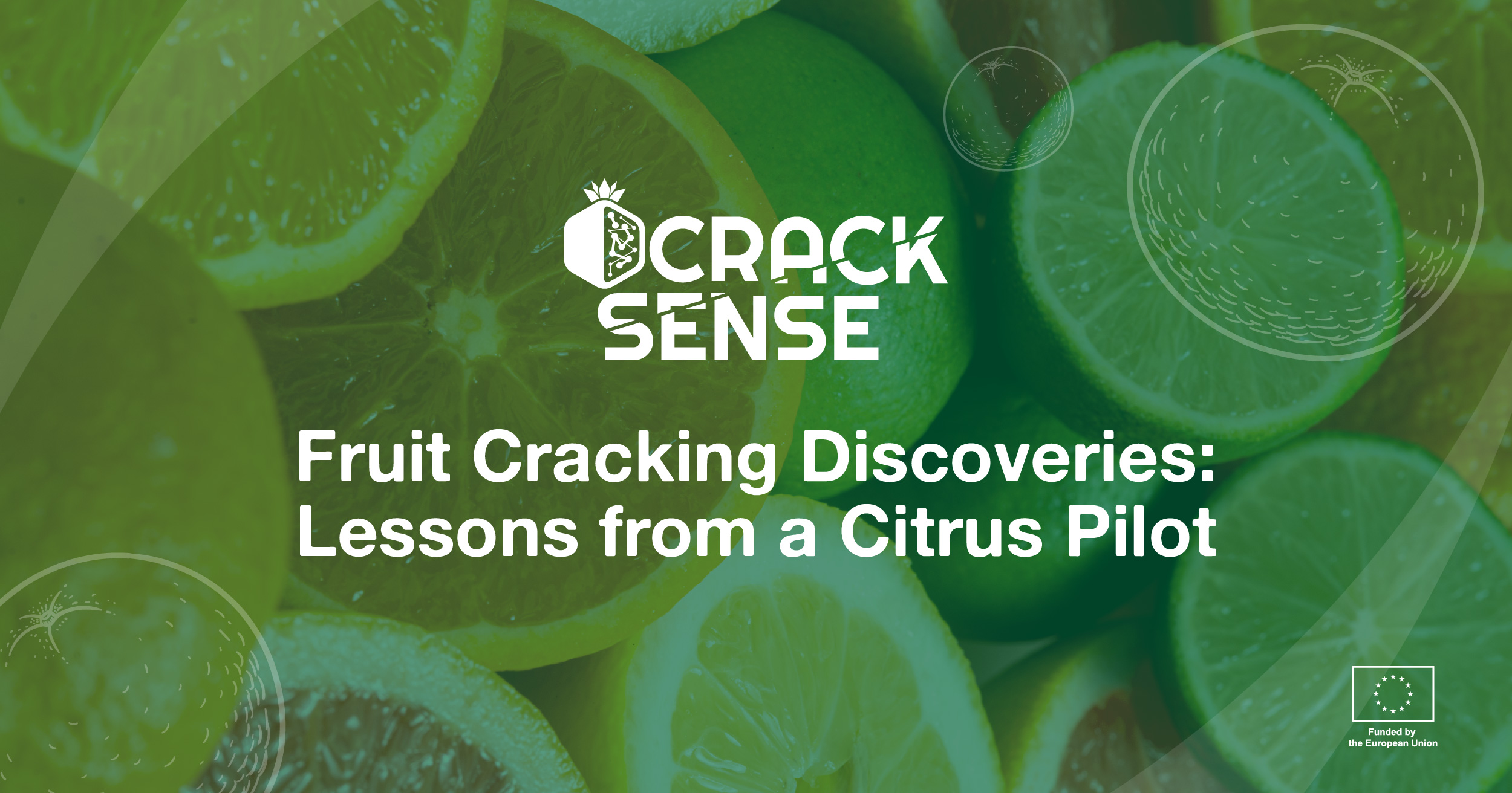 Main visual for a blog on pilot activities related to fruit cracking in citrus production.