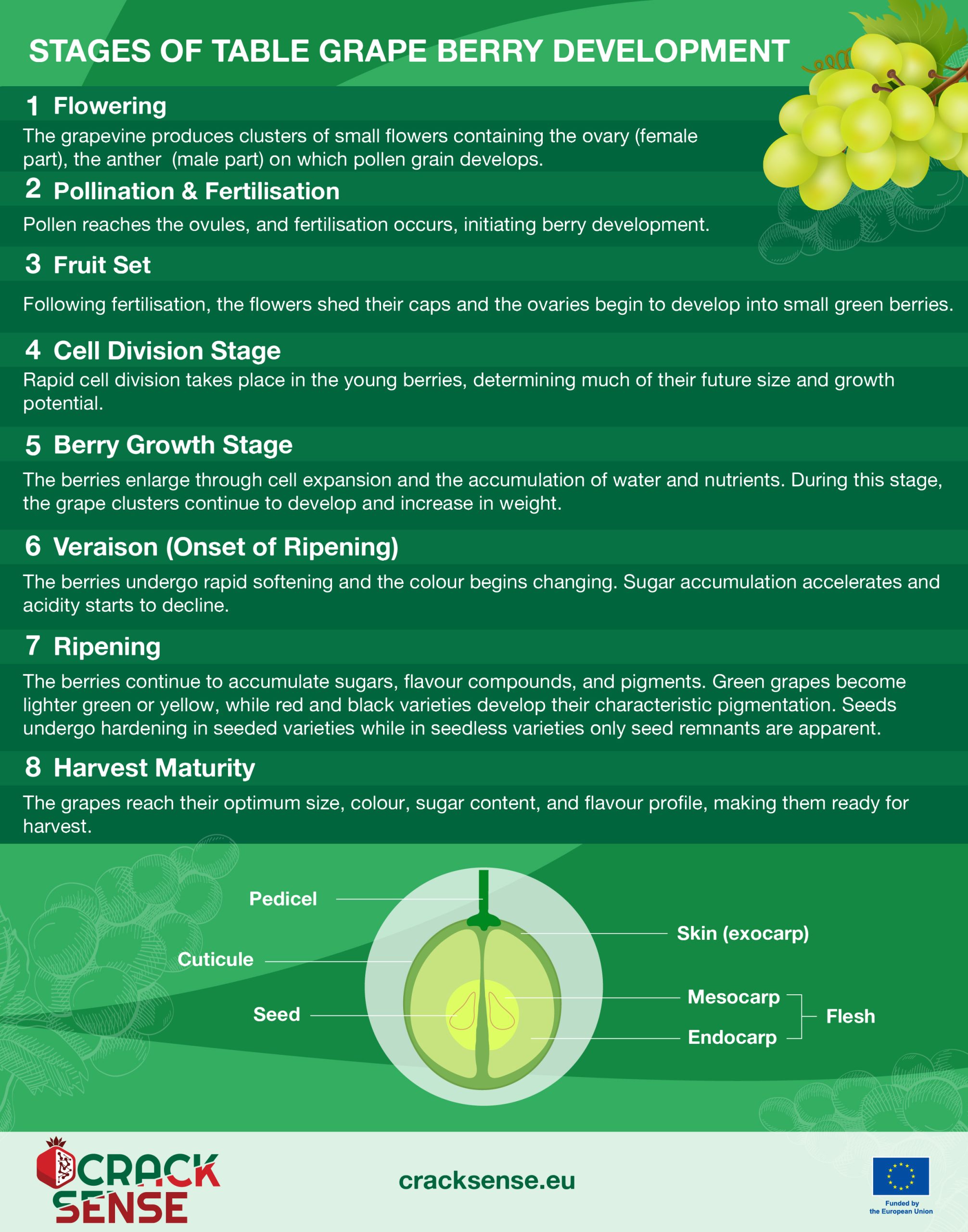 Infographic for a blog about stages of table grape development.