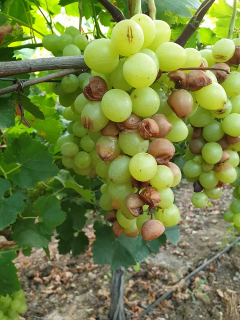 In-text visual for a blog about stages of table grapes development.