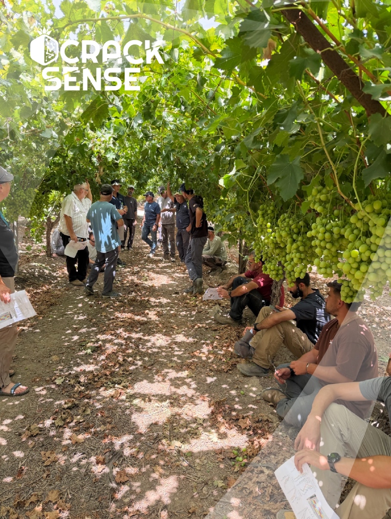 In-text visual for the CrackSense Open Day in Lachish, focused on grape cracking.