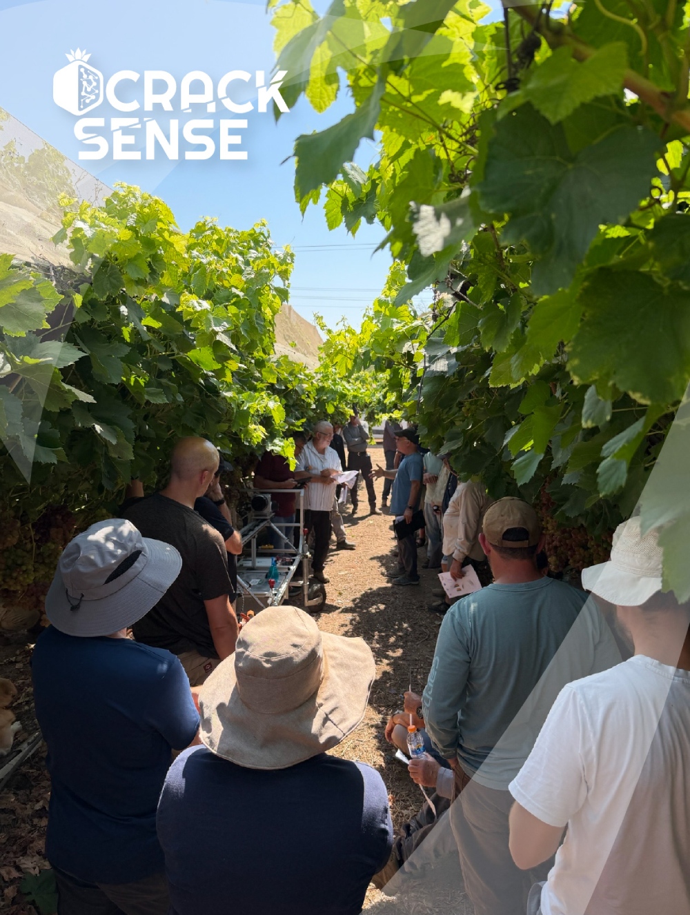 In-text visual for the CrackSense Open Day in Lachish, focused on grape cracking.