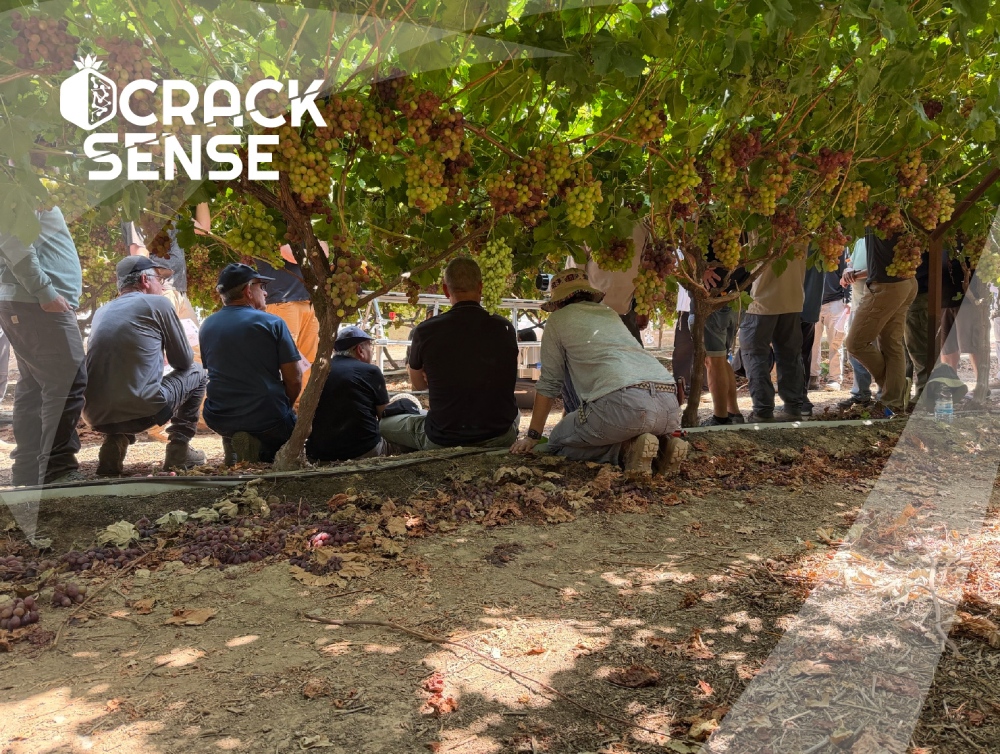 In-text visual for the CrackSense Open Day in Lachish, focused on grape cracking.