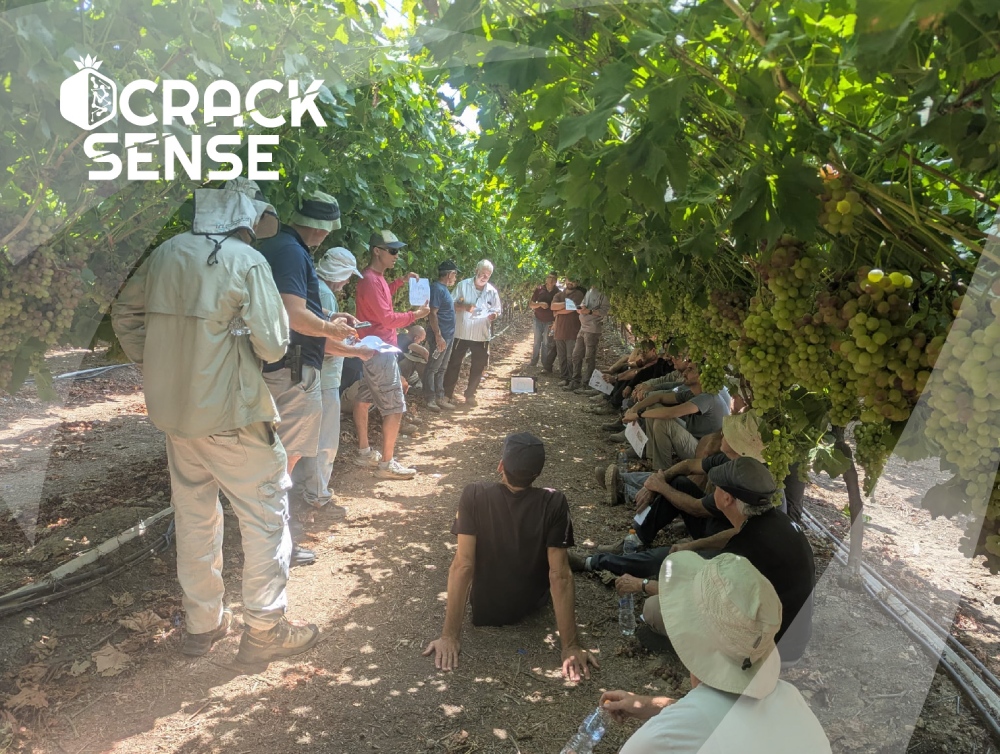 In-text visual for the CrackSense Open Day in Lachish, focused on grape cracking.
