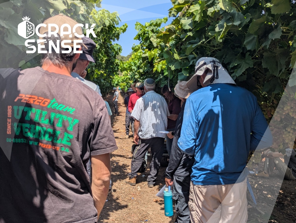In-text visual for the CrackSense Open Day in Lachish, focused on grape cracking.