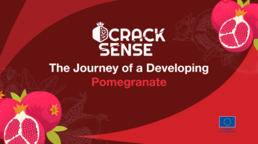 Main visual for a blog about stages of pomegranate development.