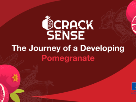 Main visual for a blog about stages of pomegranate development.