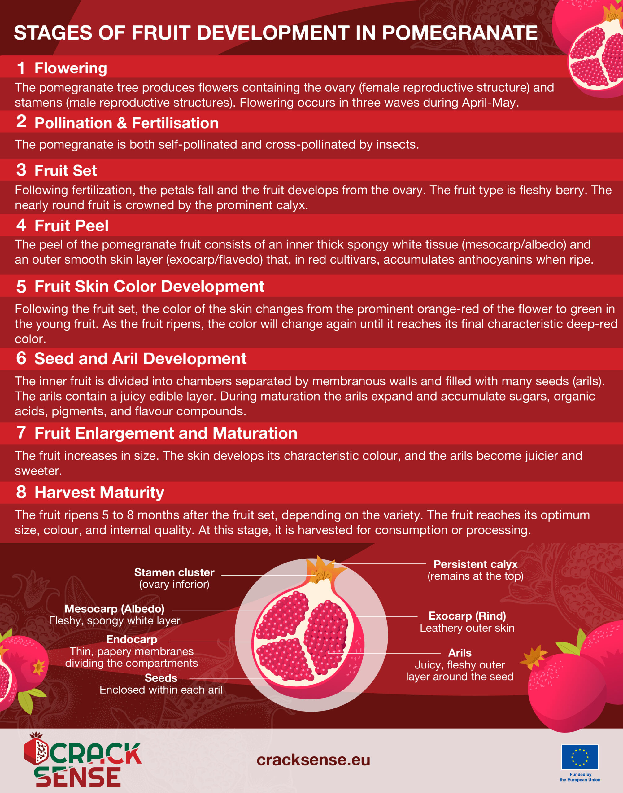 Infographic for a blog about stages of pomegranate development.
